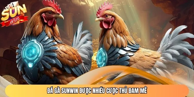 Đá gà Sunwin được nhiều cược thủ đam mê